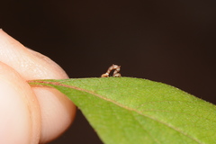 Nematocampa resistaria