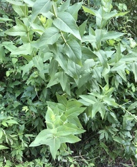 Silphium integrifolium