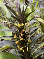 Maxillaria cordyline