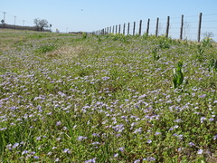 Phacelia hirsuta