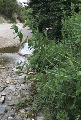 Silphium integrifolium