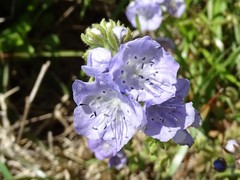 Phacelia hirsuta