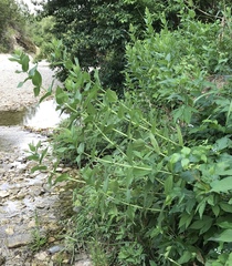 Silphium integrifolium