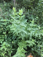 Silphium integrifolium