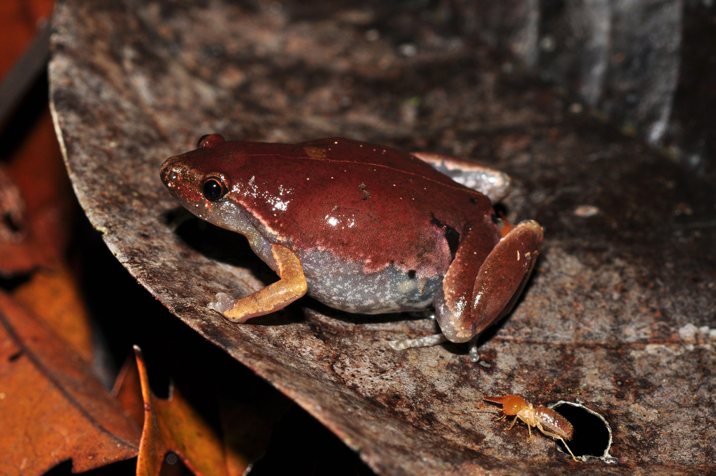 Humming Frogs