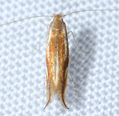Phyllonorycter sandraella