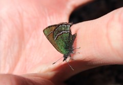 Callophrys mcfarlandi