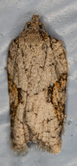 Acleris chalybeana