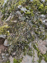 Selaginella wallacei image