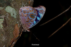 Eunica volumna