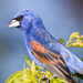 Blue Grosbeak - Photo (c) Greg Lasley, some rights reserved (CC BY-NC), uploaded by Greg Lasley