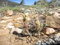 Castilleja cinerea