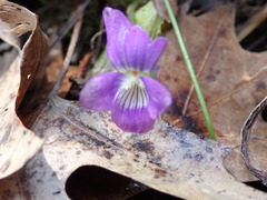 Viola egglestonii