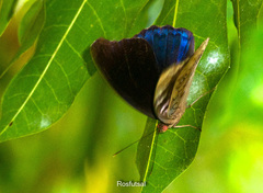Eunica volumna