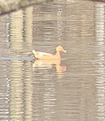 Anas platyrhynchos domesticus