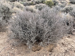 Coleogyne ramosissima