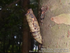 Heraclides anchisiades capys