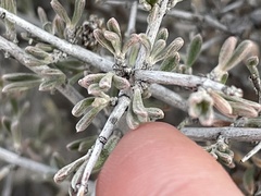Coleogyne ramosissima