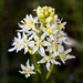 Deathcamas - Photo (c) Ken-ichi Ueda, some rights reserved (CC BY)