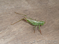 Cephalophlugis cephalotes