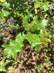 Quercus × ganderi