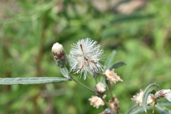 Lessingianthus rubricaulis