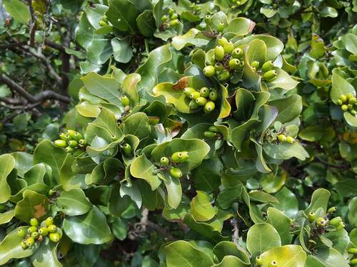 Cryptocarya alba