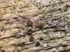 Lecanora minutella