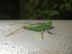 Cephalophlugis cephalotes