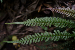 Blechnum parrisiae