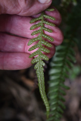 Blechnum parrisiae