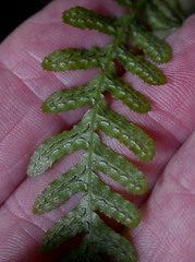 Blechnum parrisiae