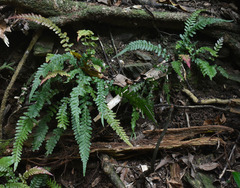 Blechnum parrisiae