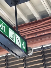 Haemorhous mexicanus