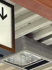 Haemorhous mexicanus