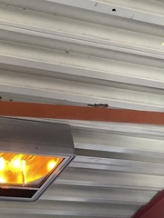 Haemorhous mexicanus