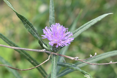 Lessingianthus rubricaulis