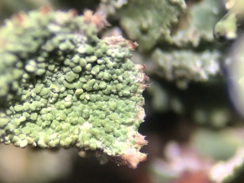 Taurinė šiurė nuotrauka