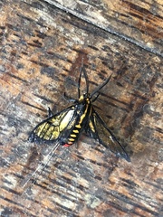 Paraethria flavosignata