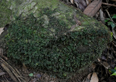 Trichomanes bipunctatum