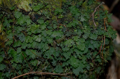 Trichomanes bipunctatum