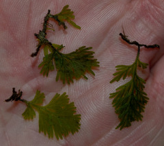 Trichomanes bipunctatum