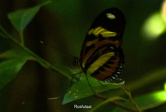 Heliconius ethilla