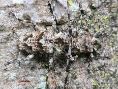 Dryoctenes scrupulosus