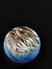 Candolleomyces tuberculatus