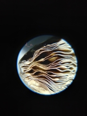 Candolleomyces tuberculatus