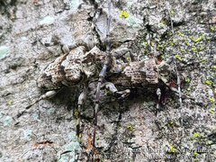 Dryoctenes scrupulosus