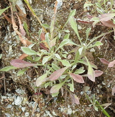 Hesperevax sparsiflora