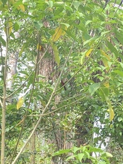 Ramphocelus carbo
