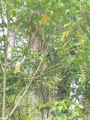 Ramphocelus carbo